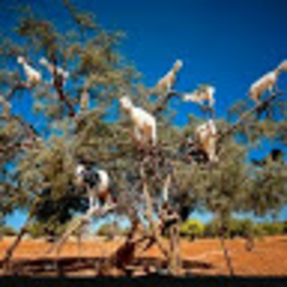 Meet your Posher, Tl